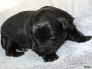 Aussiedoodle dogs Cherry - Ad 22