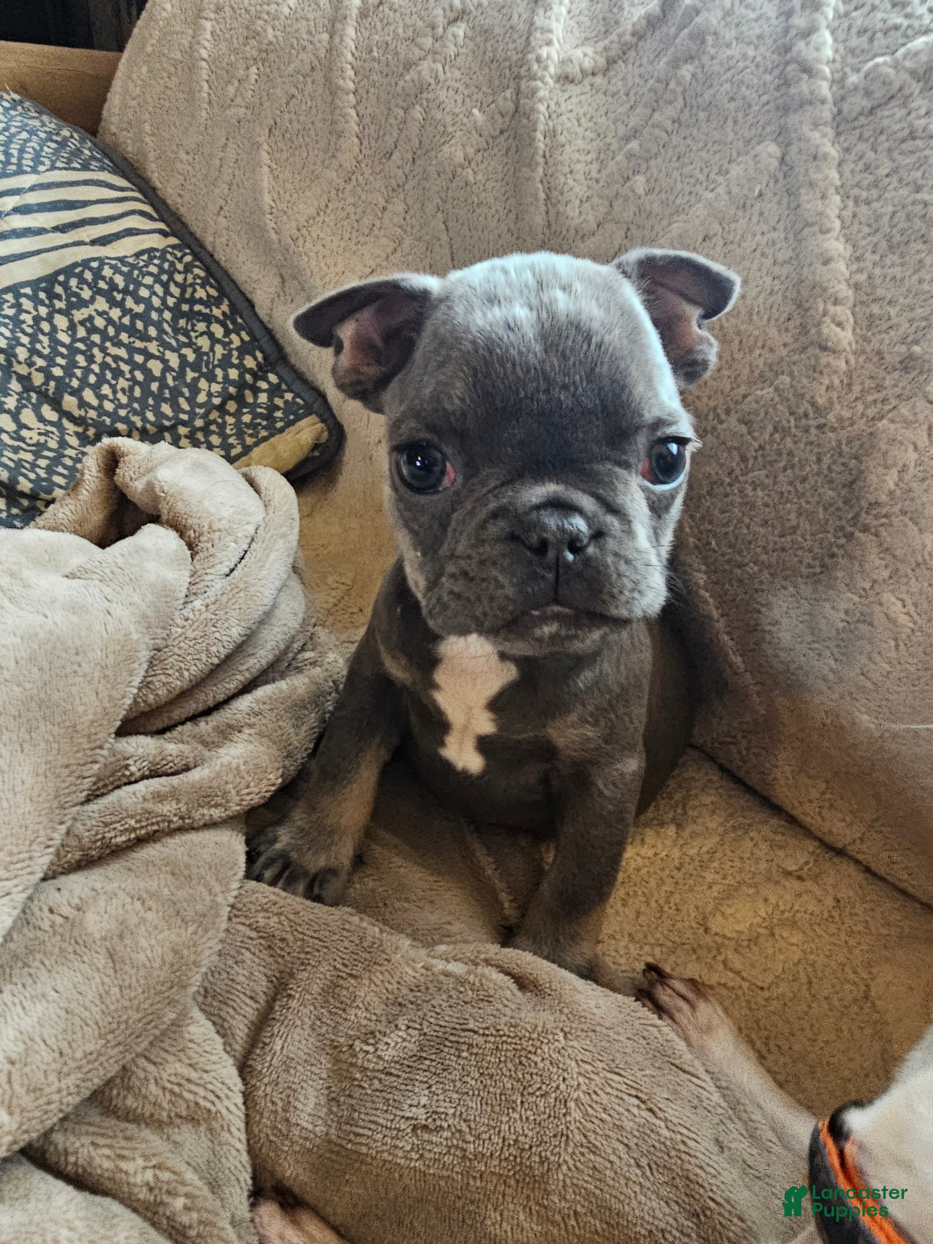 French Bulldog dogs French Bulldog Puppy 1 - Ad 1