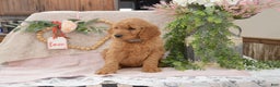 Goldendoodle dogs for sale: Rylan - Ad 7