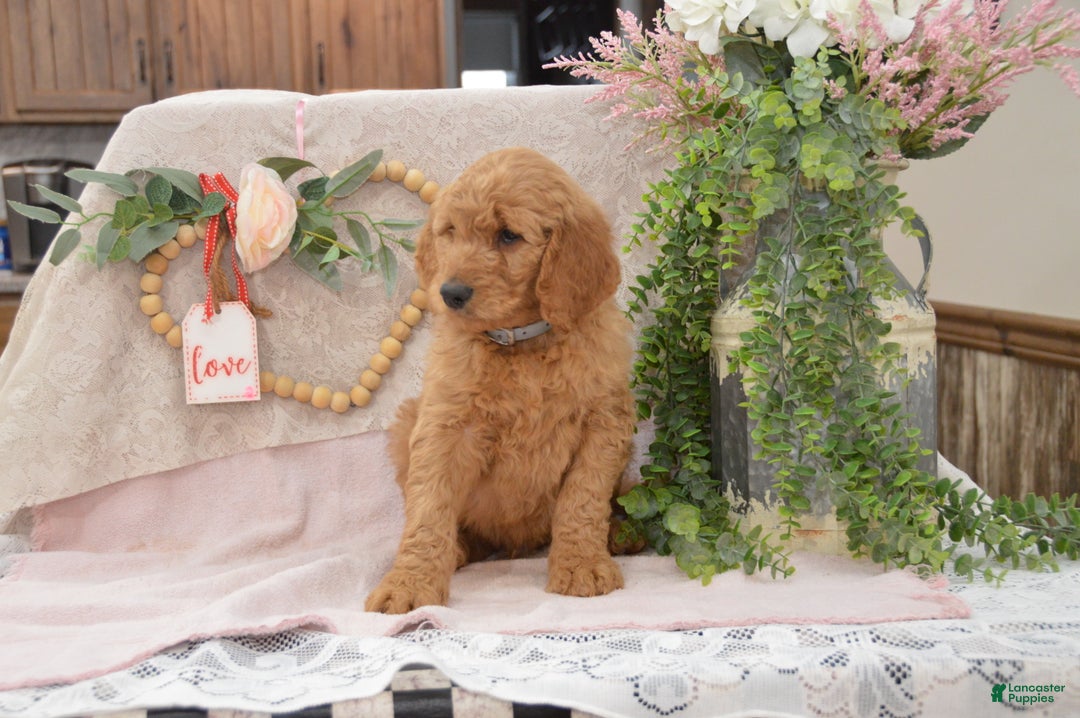 Goldendoodle dogs for sale: Rylan - Ad 7