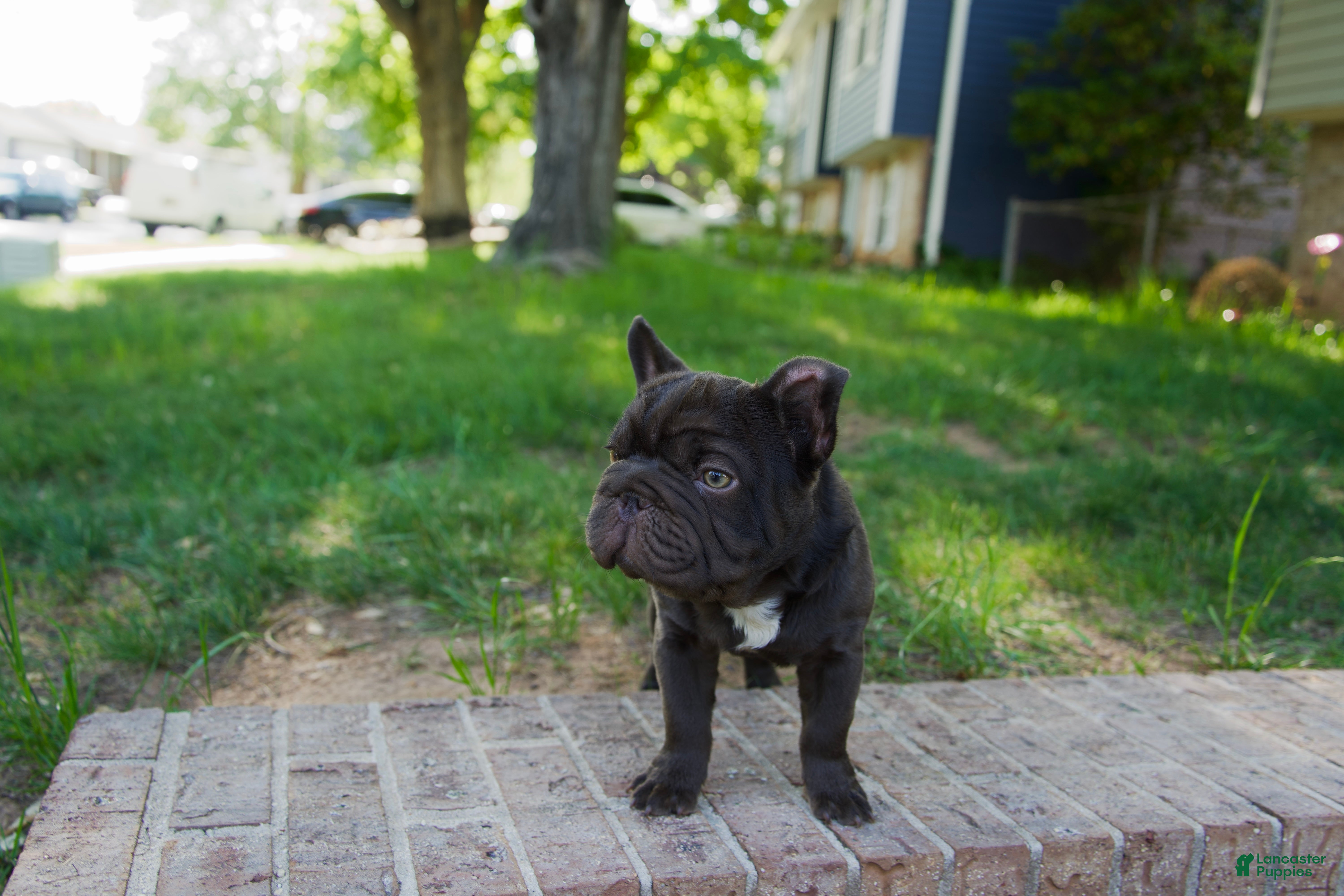 French Bulldog dogs Bean, - Ad 2