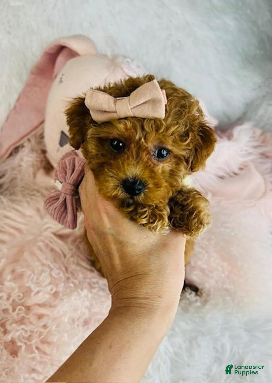 Miniature Poodle dogs for sale: Miniature Poodle Puppy 1 - Ad 1