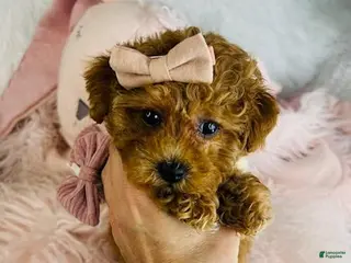 Miniature Poodle dogs Miniature Poodle Puppy 1 - Ad 33