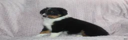 Australian Shepherd dogs for sale: Pistol  - Ad 3