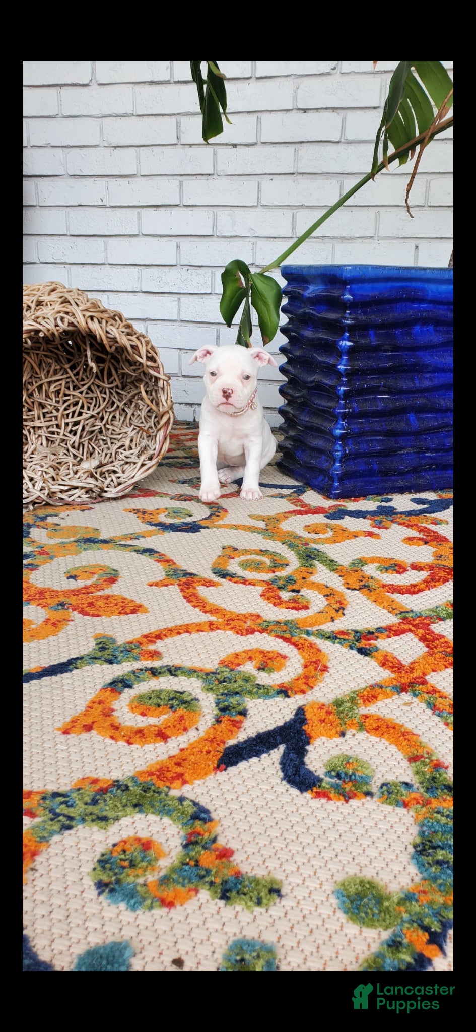 American Pit Bull Terrier dogs American Pit Bull Terrier Puppy 2 - Ad 2