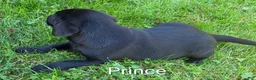 Labrador Retriever dogs for sale: Labrador Retriever PRINCE  - Ad 4