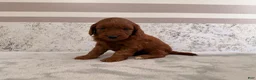 Mini Goldendoodle dogs for sale: Cora - Ad 5