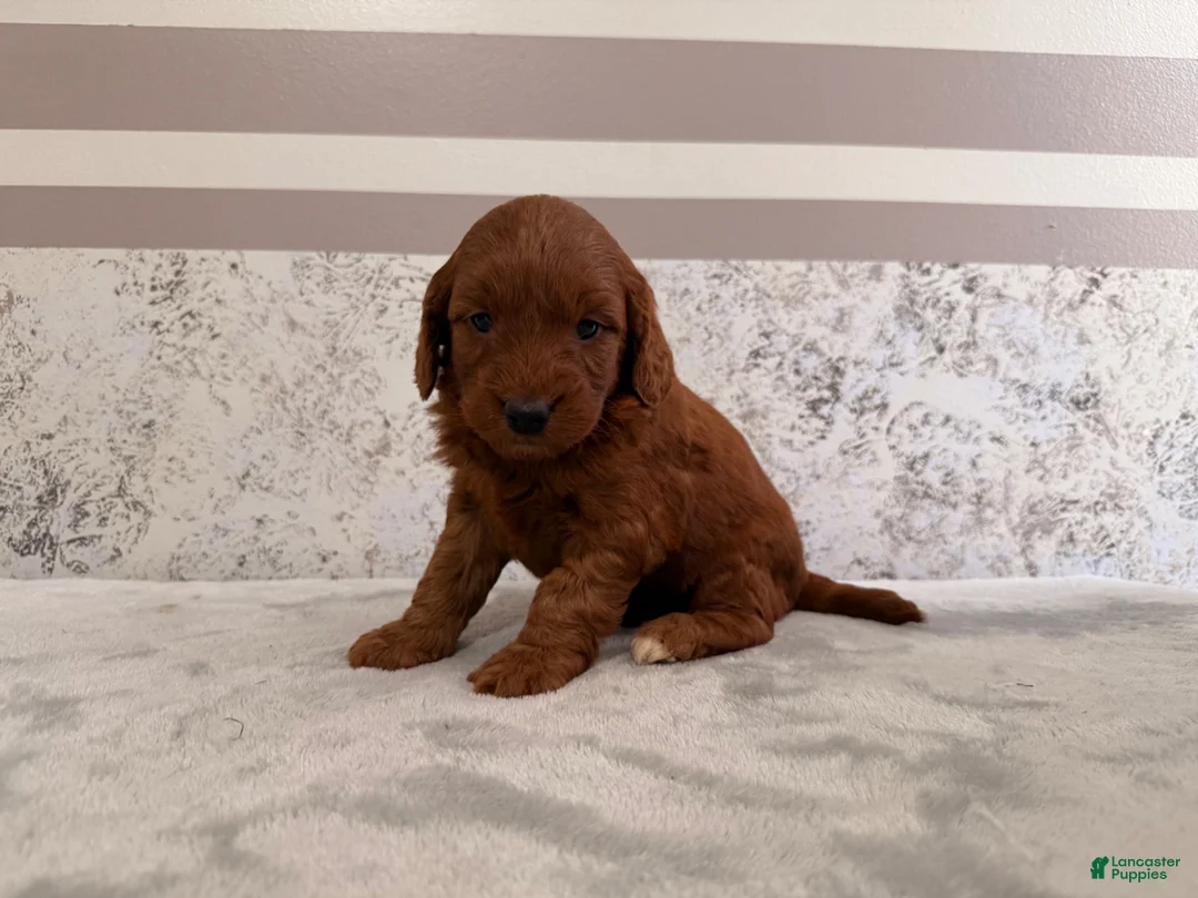 Mini Goldendoodle dogs for sale: Cora - Ad 5