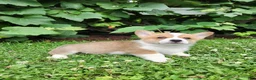 Welsh Corgi Pembroke dogs for sale: Aaron - Ad 4