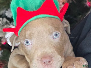 American Pit Bull Terrier dogs Keena - Ad 24