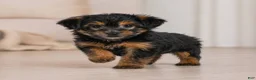 Yorkshire Terrier dogs for sale: Benny - Ad 7