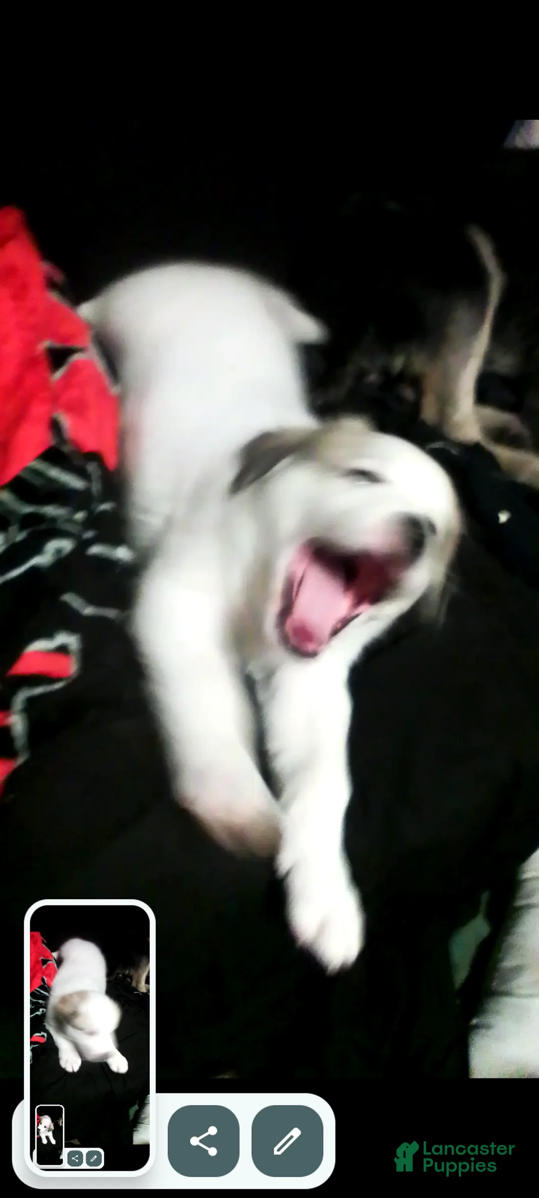 Mixed Breed dogs for sale: Mixed Breed Puppy 1 - Ad 23