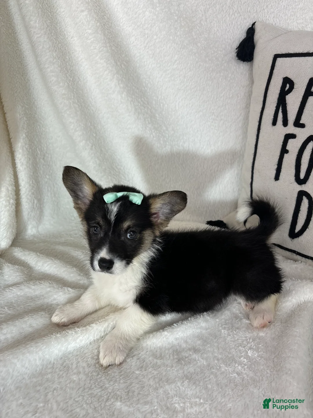 Welsh Corgi Pembroke dogs for sale: Casey - Ad 2