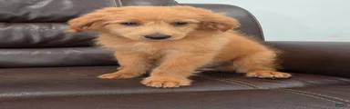 Micro Goldendoodle 1