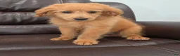 Mini Goldendoodle dogs for sale: Micro Goldendoodle 1 - Ad 1