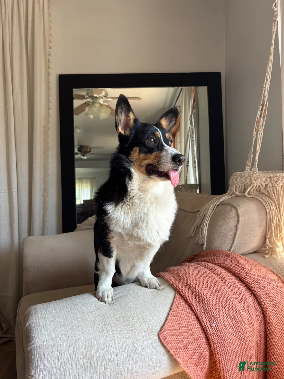 American Corgi dogs for sale: Rocky - Ad 5