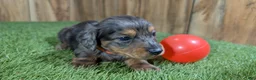 Miniature Dachshund dogs for sale: Darlie Boy 1 - Ad 3