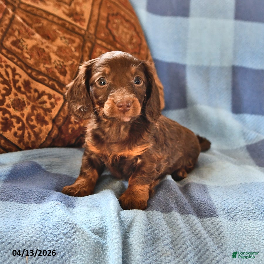 Miniature Dachshund dogs Murphy - Ad 1