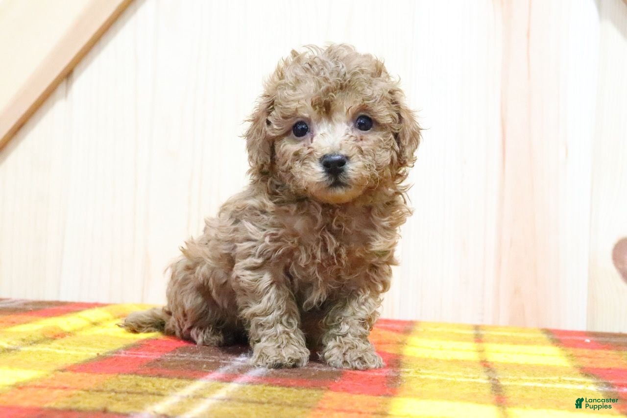 Bichpoo dogs Blaize - Ad 30