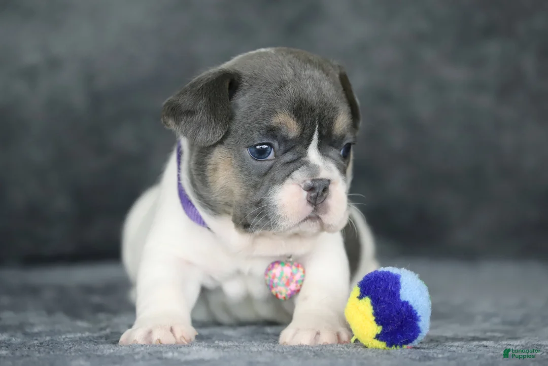 French Bulldog dogs for sale: Dottie - Ad 1