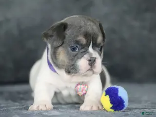 French Bulldog dogs for sale: Dottie - Ad 2