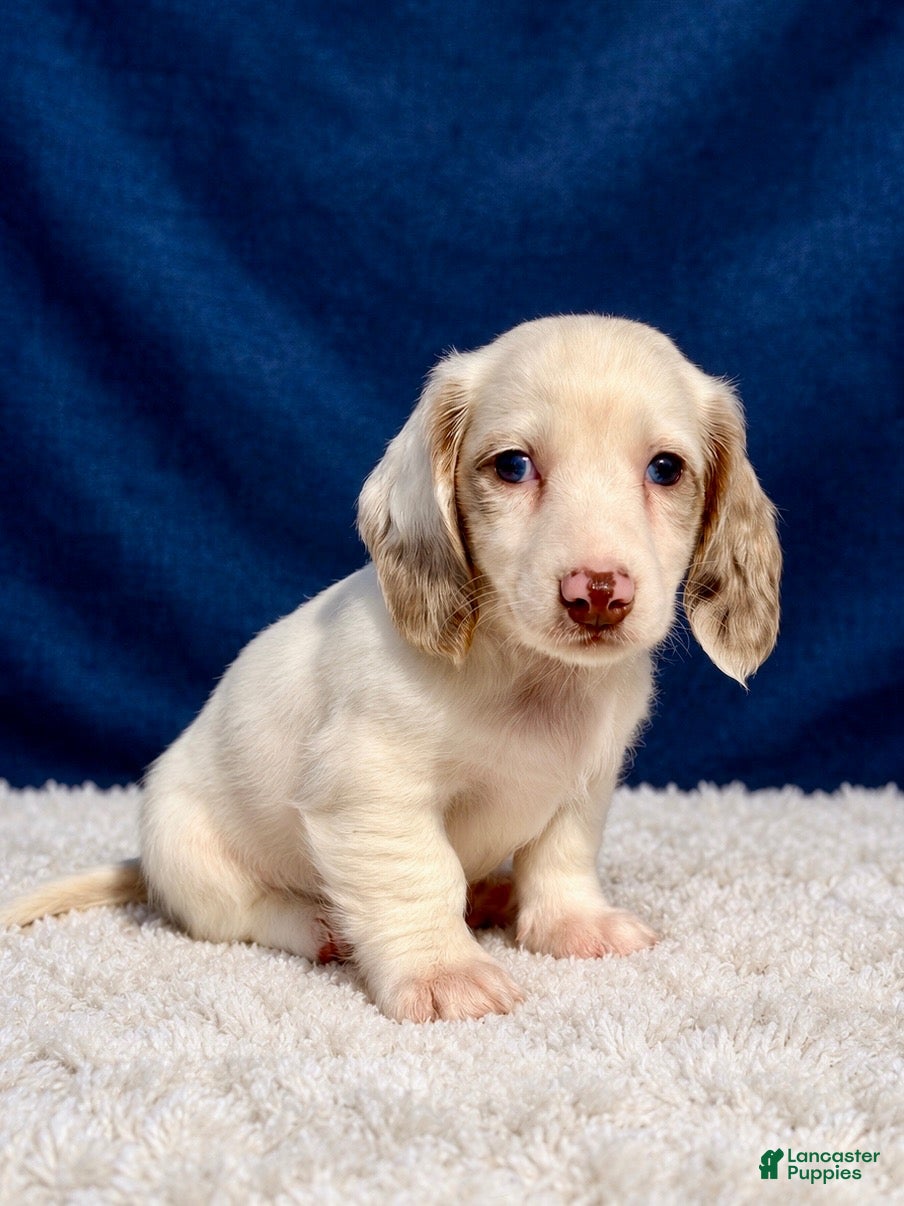 Miniature Dachshund dogs Miniature Dachshund 3 - Ad 1