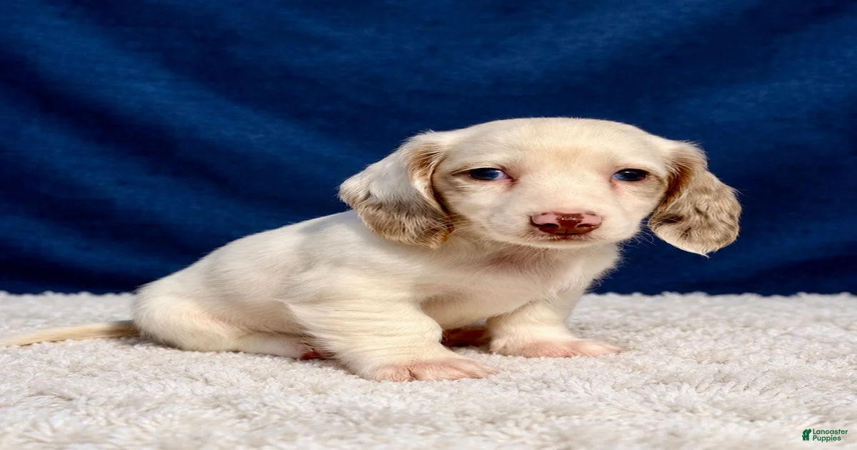 Miniature Dachshund Puppies for sale | Lancaster Puppies
