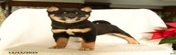 Shiba Inu dogs for sale: Polo - Ad 3