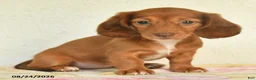 Miniature Dachshund dogs for sale: Lacy - Ad 4
