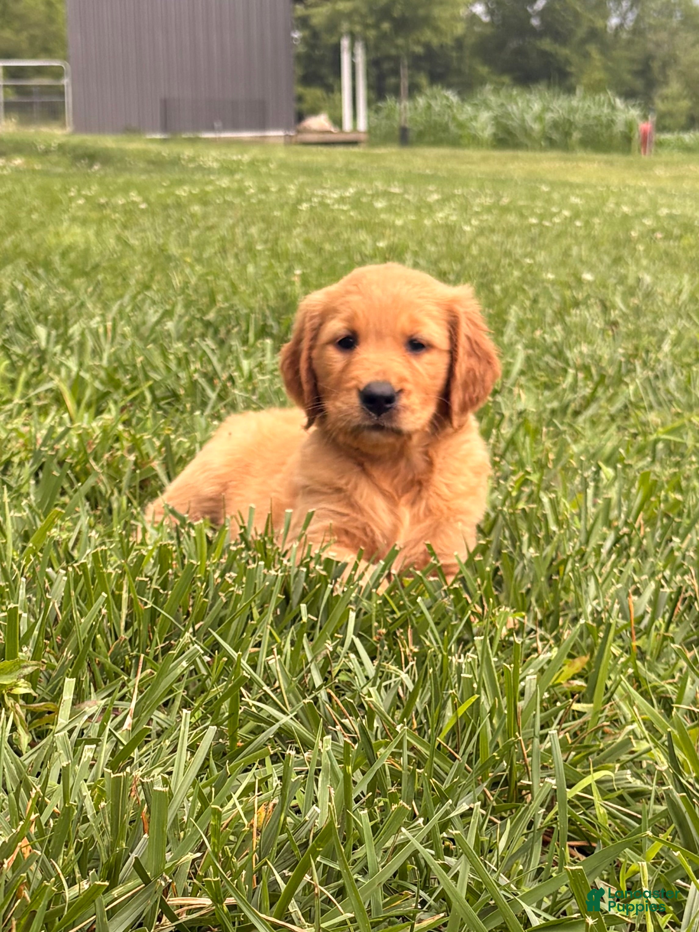 Golden Retriever dogs Liberty - Ad 22