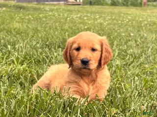 Golden Retriever dogs Liberty - Ad 11