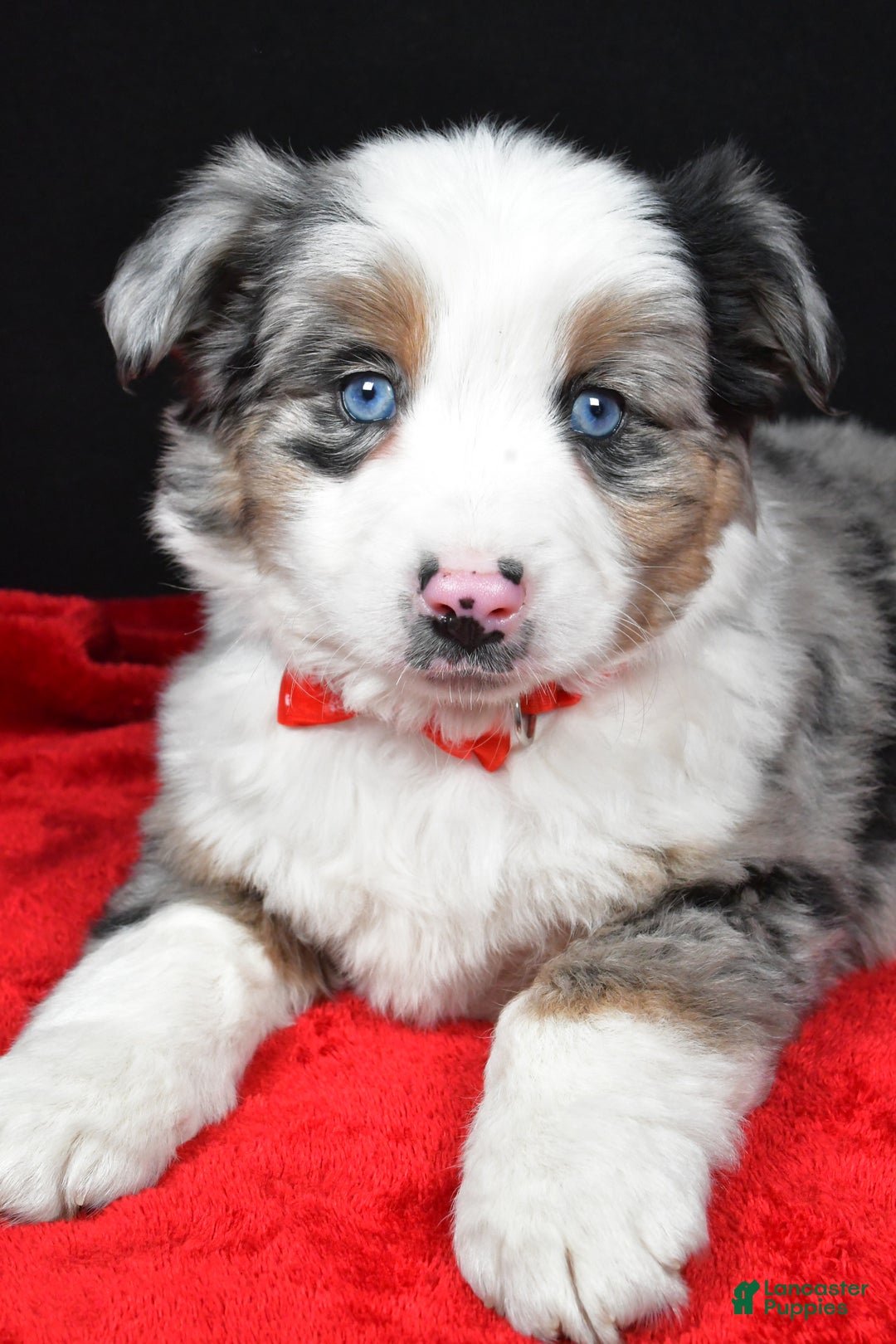 Miniature Australian Shepherd dogs for sale: Rover - Ad 7