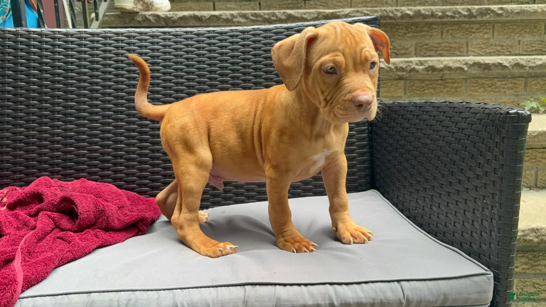 American Pit Bull Terrier dogs for sale: American Pit Bull Terrier 1 - Ad 2