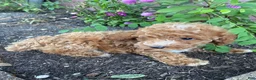 Miniature Poodle dogs for sale: Leo - Ad 8