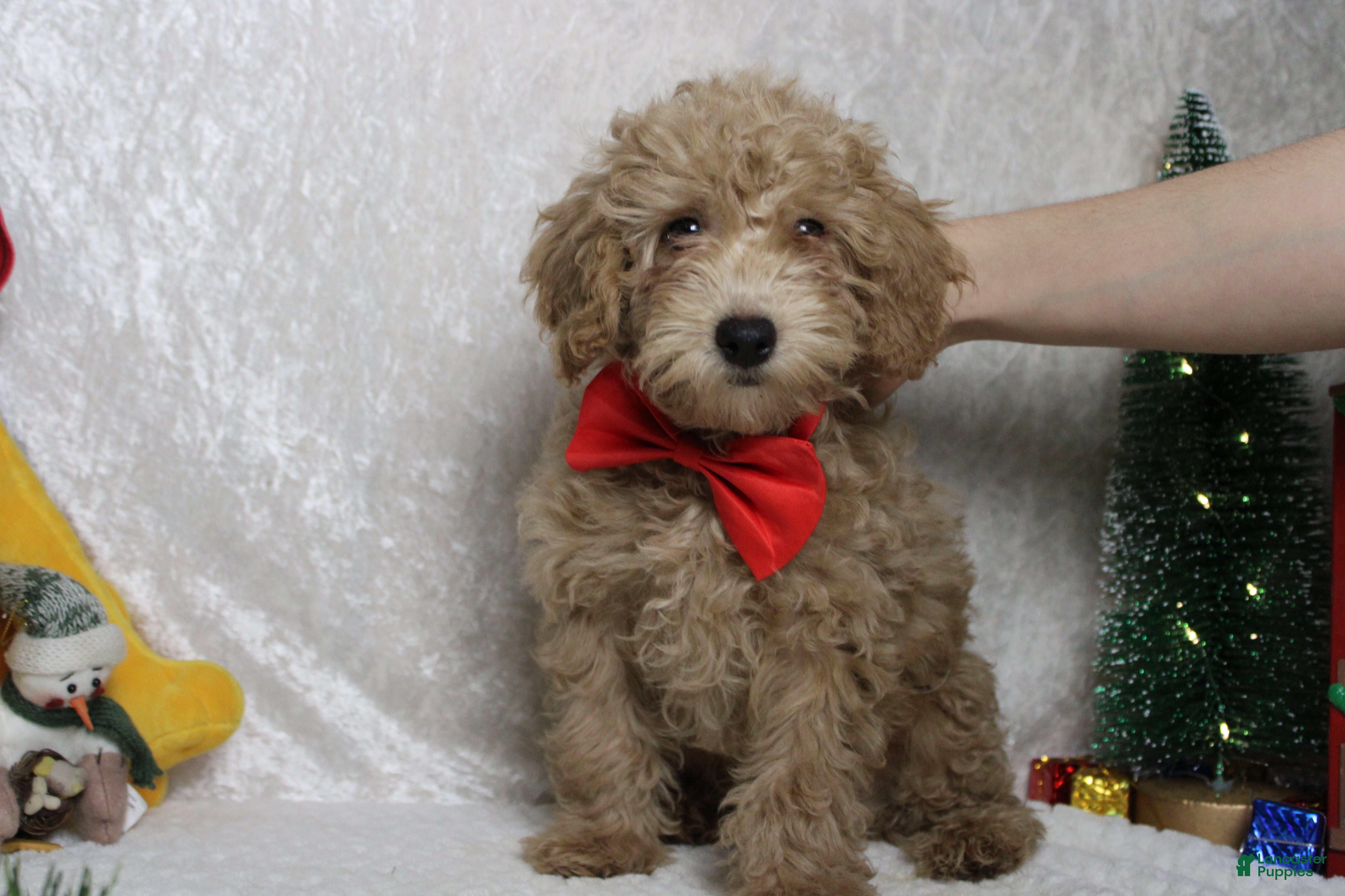 Toy Poodle dogs Buckeye - Ad 30