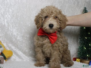 Toy Poodle dogs Buckeye - Ad 30