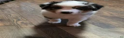 Australian Shepherd dogs for sale: Blue merle female - Ad 6