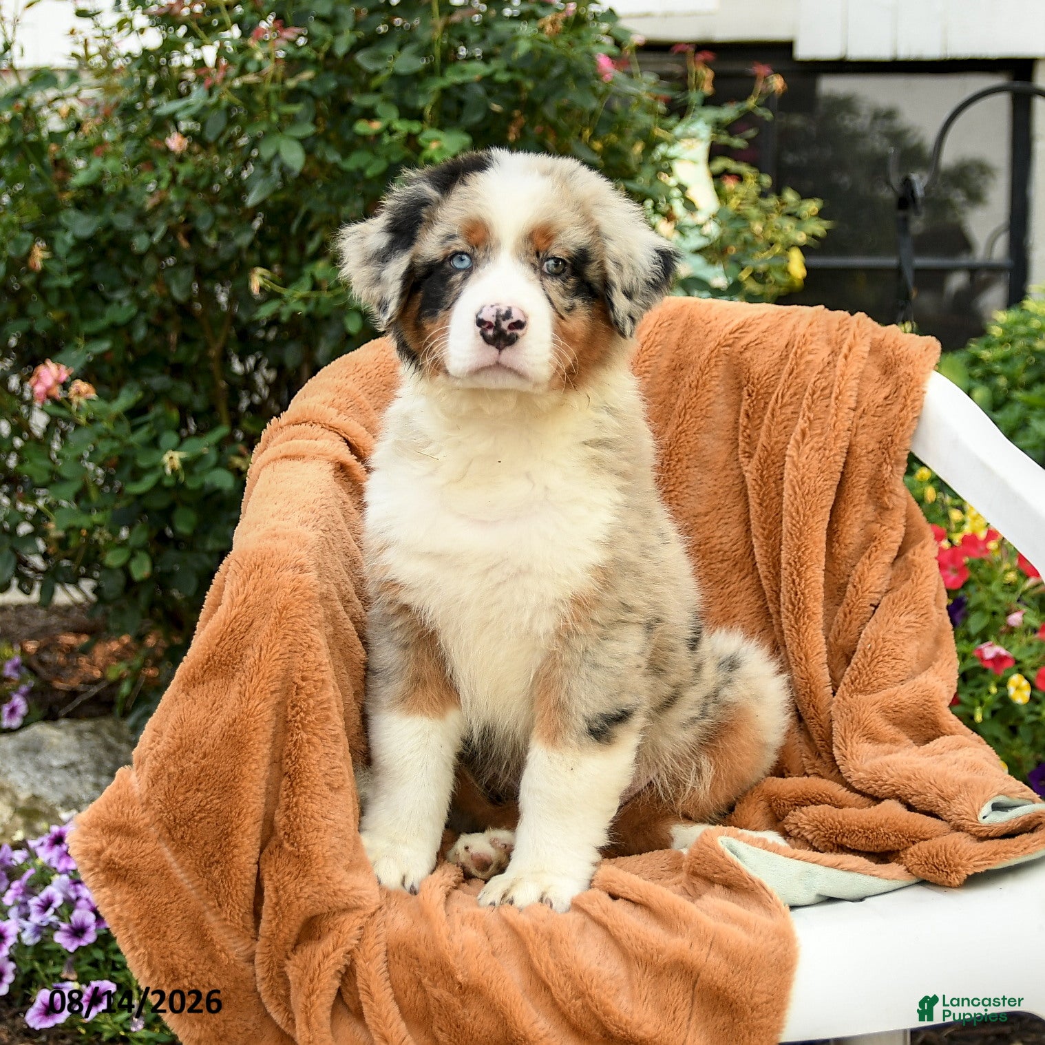 Australian Shepherd dogs Miles - Ad 1