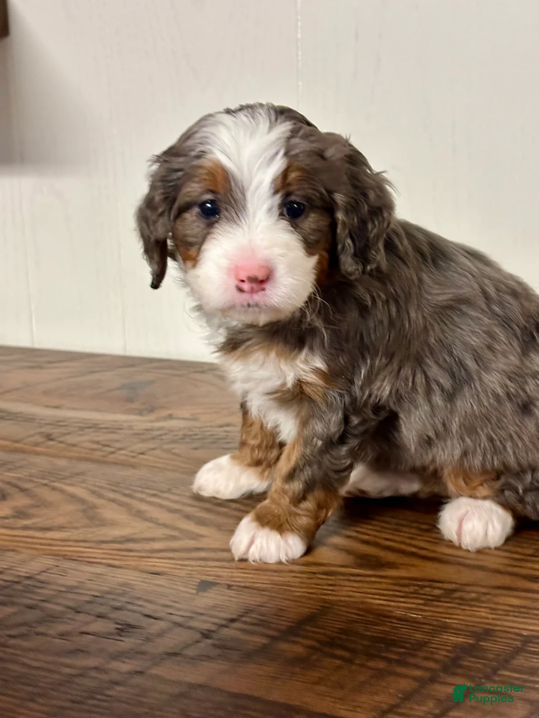 Mini Bernedoodle dogs for sale: Willow Mini Bernedoodle Puppy 4 - Ad 9