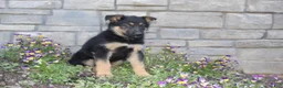 German Shepherd dogs for sale: Doc - Ad 2