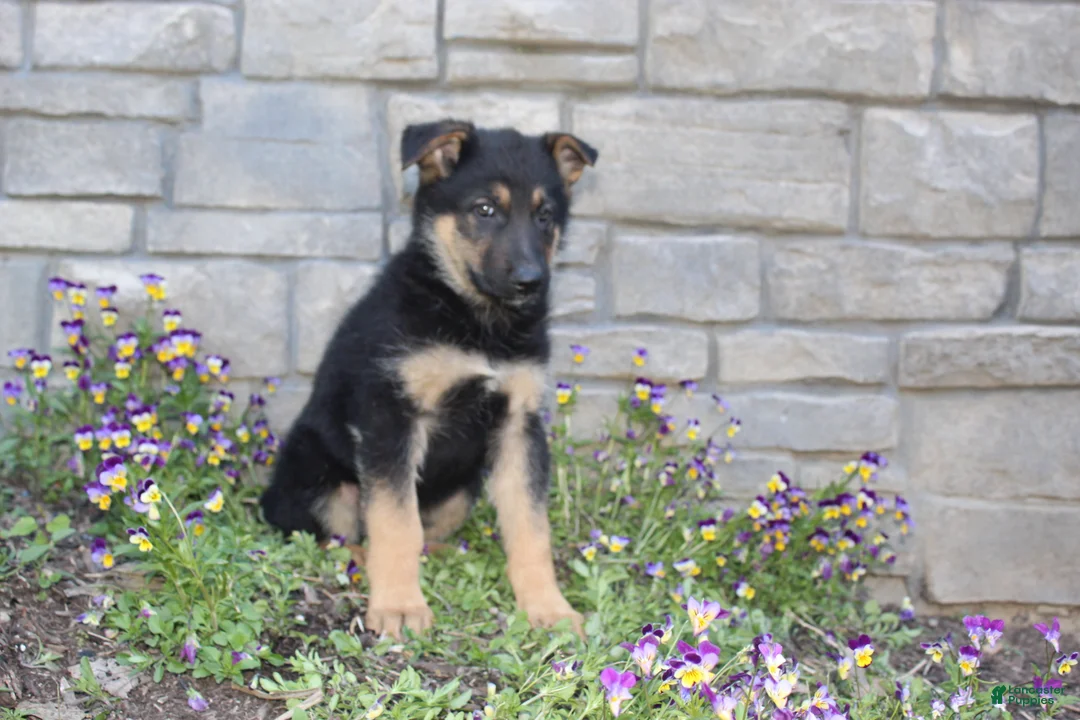 German Shepherd dogs for sale: Doc - Ad 2