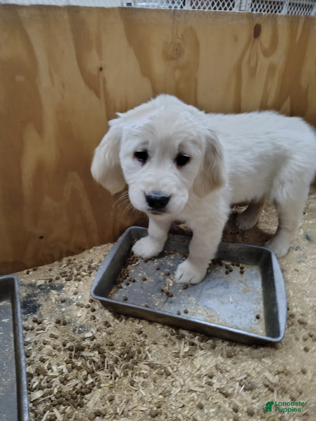 Golden Retriever dogs for sale: Golden Retriever Puppy 2 - Ad 2