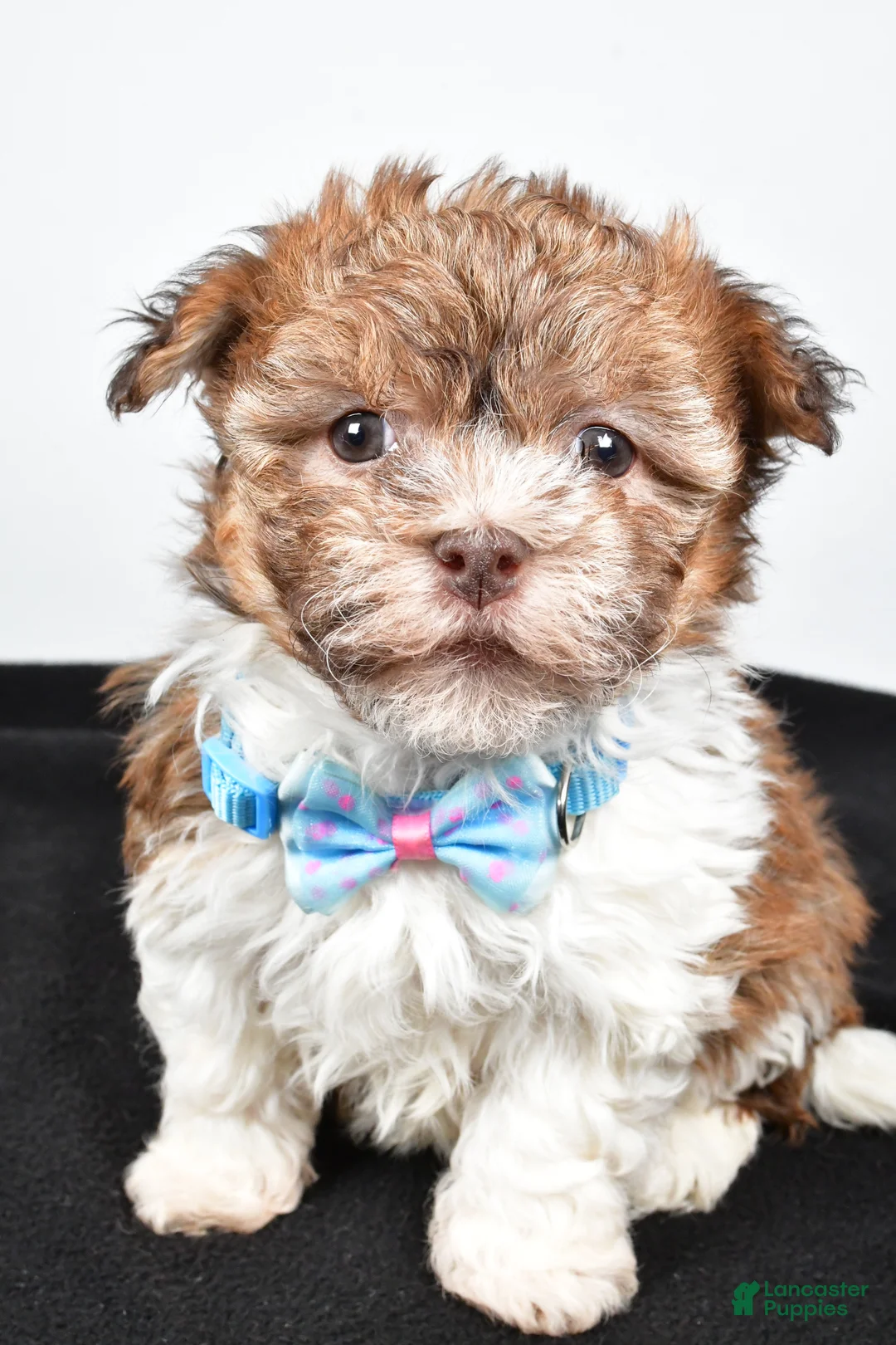 Havanese dogs for sale: Hunter - Ad 9