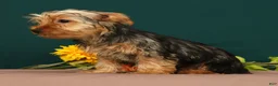 Yorkshire Terrier dogs for sale: Lilibet - Ad 8