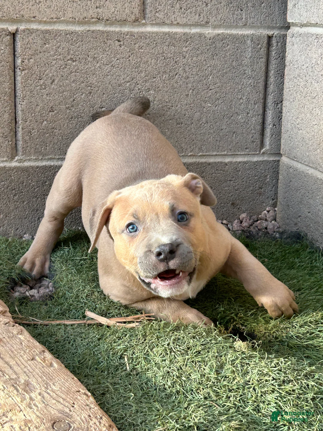 American Bully dogs for sale: American Bully Puppy 1 - Ad 2