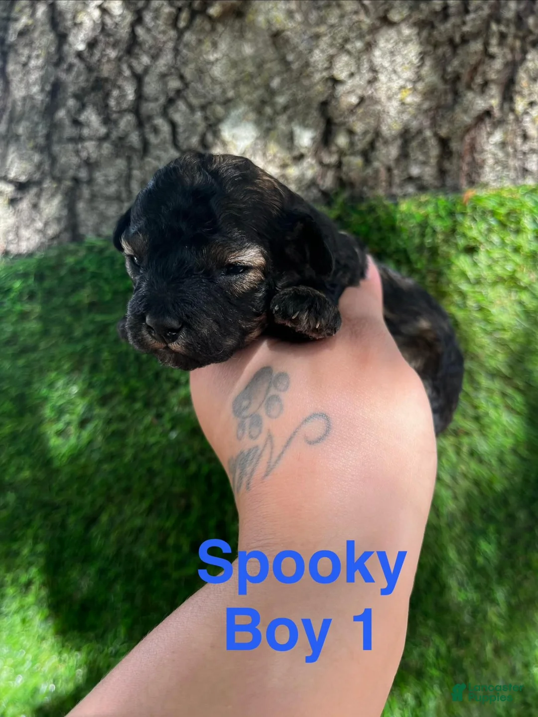 Shihpoo dogs for sale: Spooky  - Ad 1