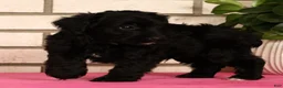 Yorkiepoo dogs for sale: Elliot - Ad 5
