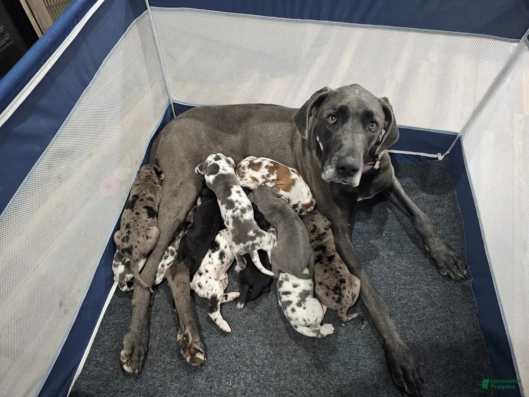 Great Dane dogs for sale: Blue Harlequin - Ad 2