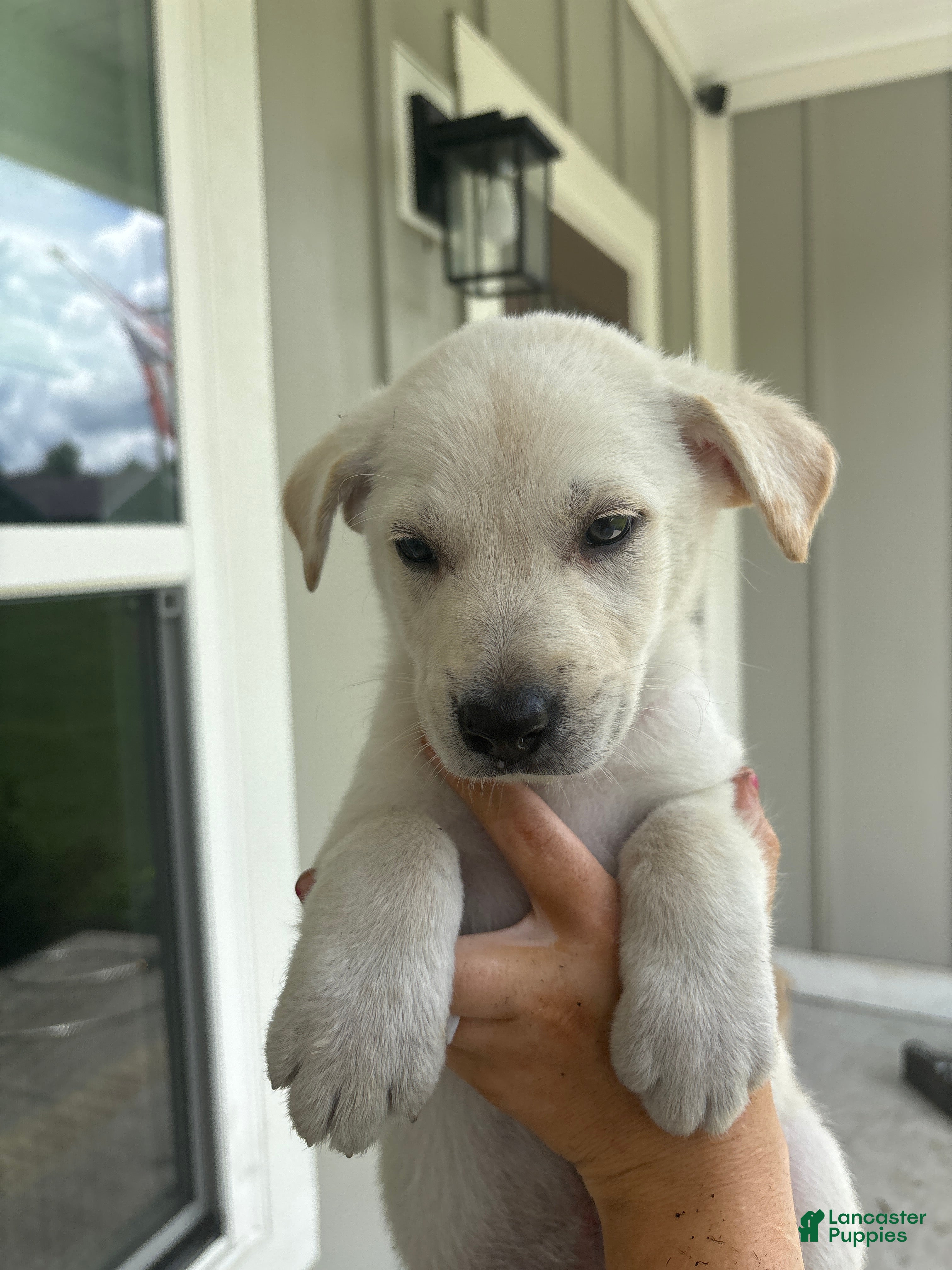 Mixed Breed dogs Mixed Breed Puppy 8 - Ad 3