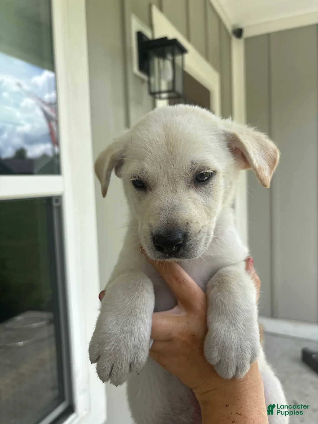 Mixed Breed dogs for sale: Mixed Breed Puppy 8 - Ad 1
